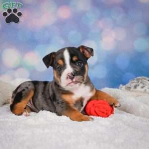 Mia, Miniature Bulldog Puppy